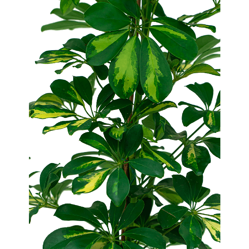 Schefflera Gold Capella 