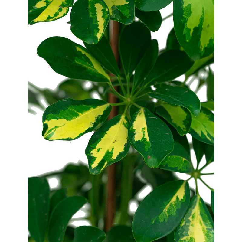 Schefflera Gold Capella 
