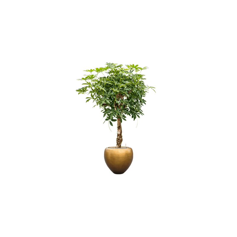 Schefflera arboricola op stam