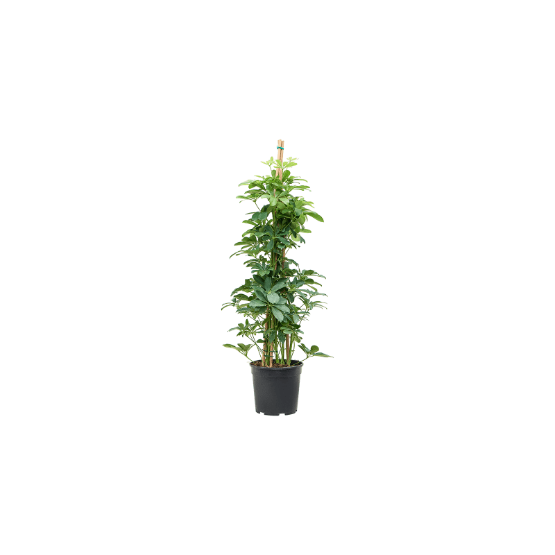 Schefflera arboricola piramide