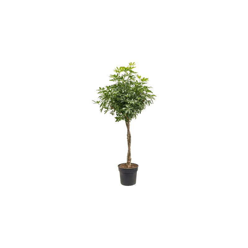 Schefflera arboricola op stam twist