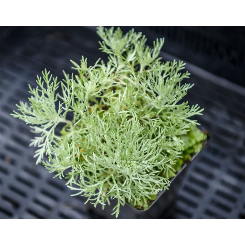 Artemisia Nana