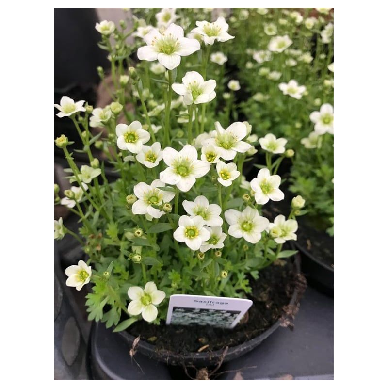 Saxifraga Schneeteppich 