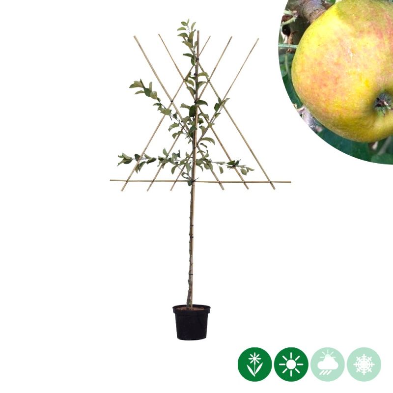 Malus Schone van Boskoop - leiboom