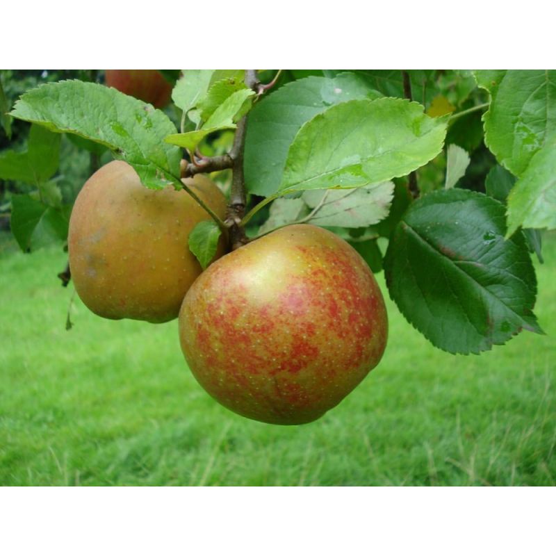 Malus Schone van Boskoop - leiboom