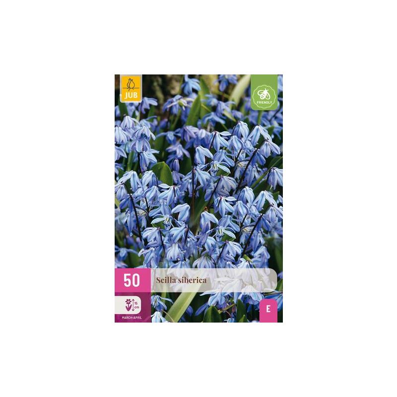 Scillia siberica - 50 stuks