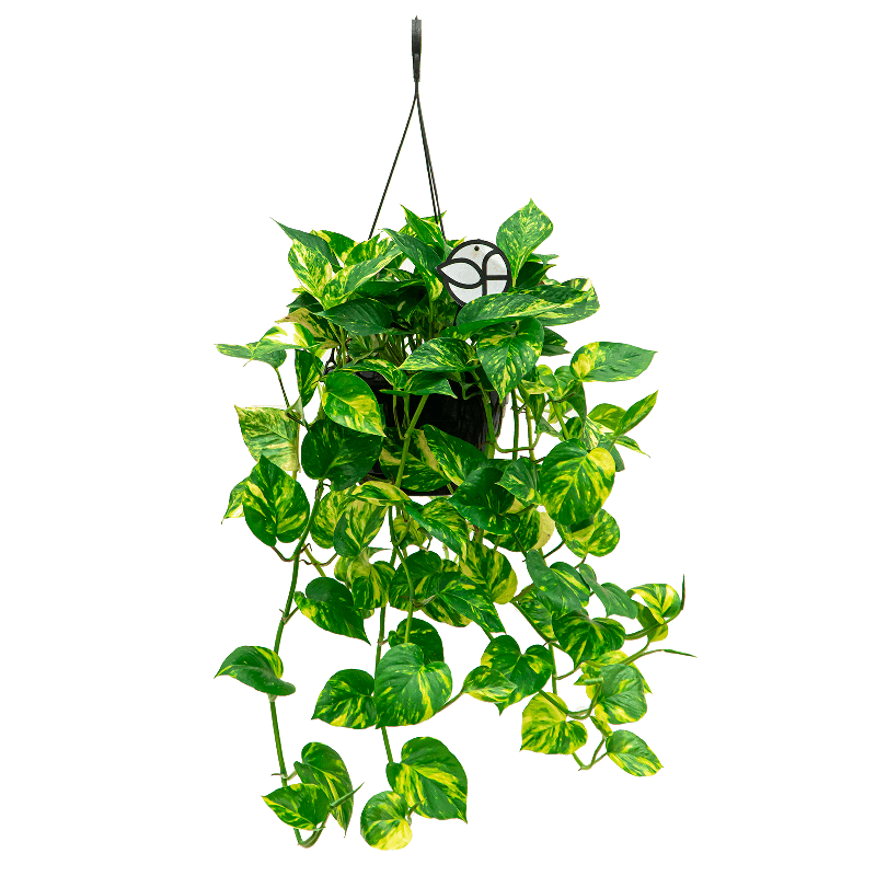 Scindapsus Aureum 
