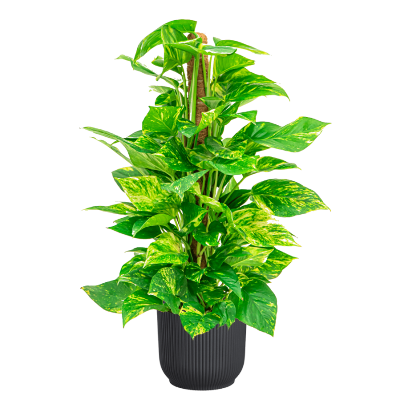 Scindapsus Aureum in Vibes antraciet