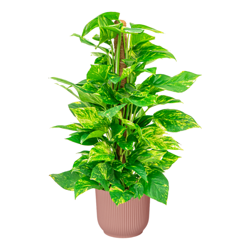 Scindapsus Aureum in Vibes roze 
