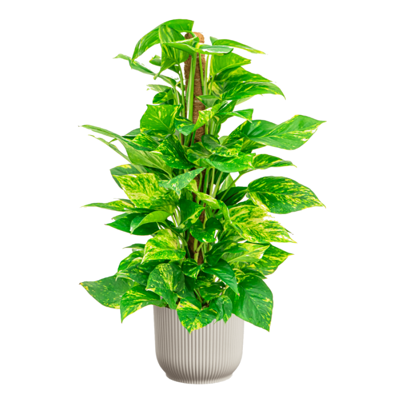 Scindapsus Aureum in Vibes wit
