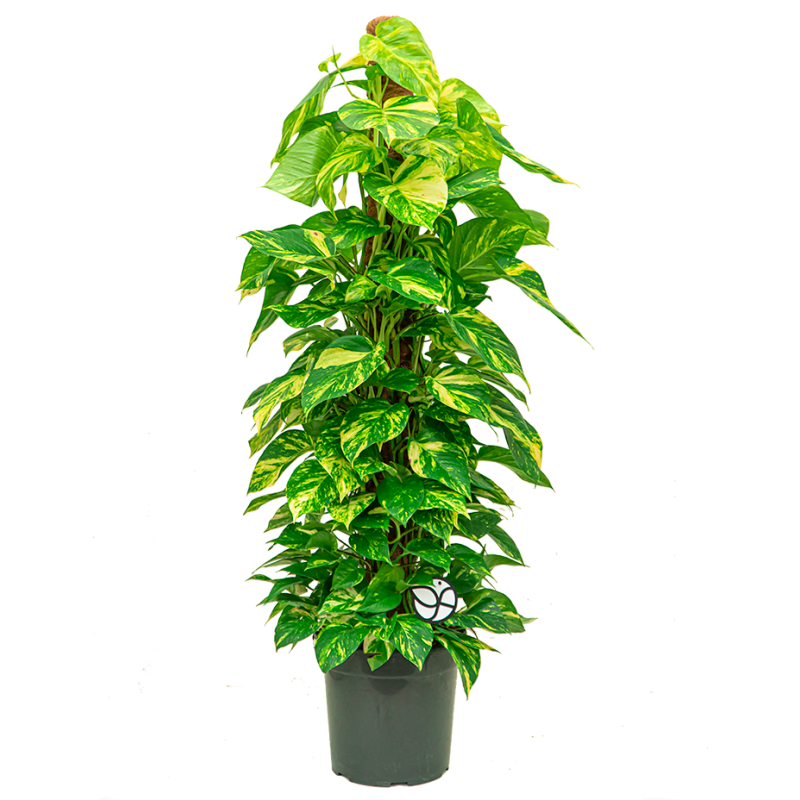 Scindapsus Aureum mosstok