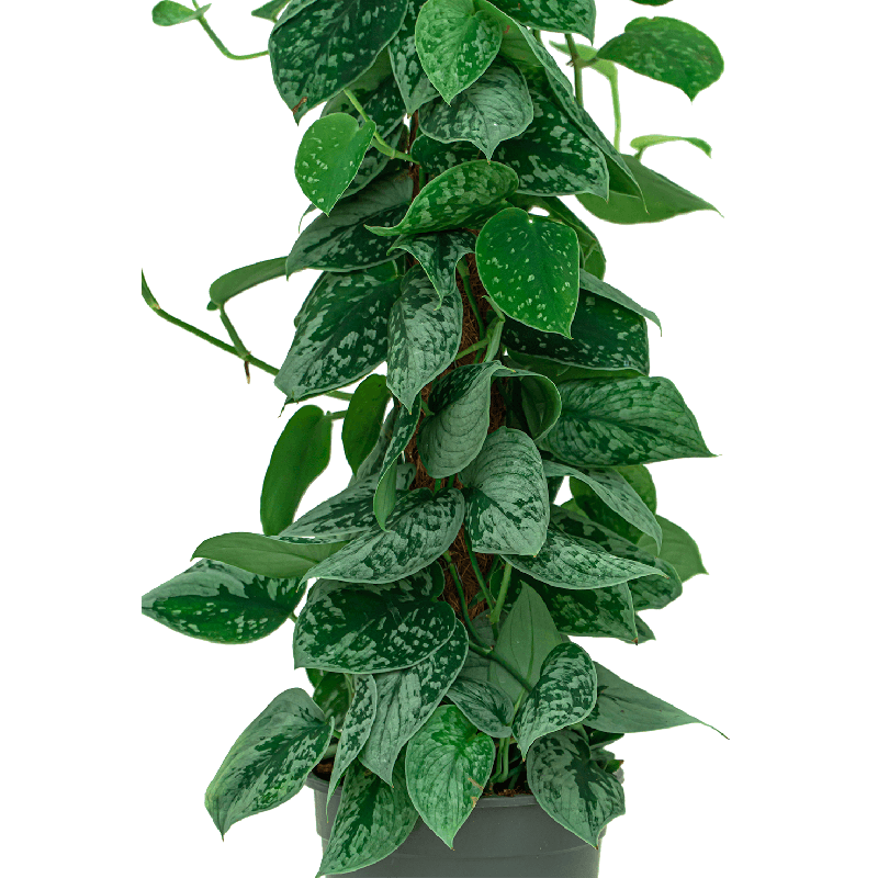 Scindapsus Silvery Ann mosstok
