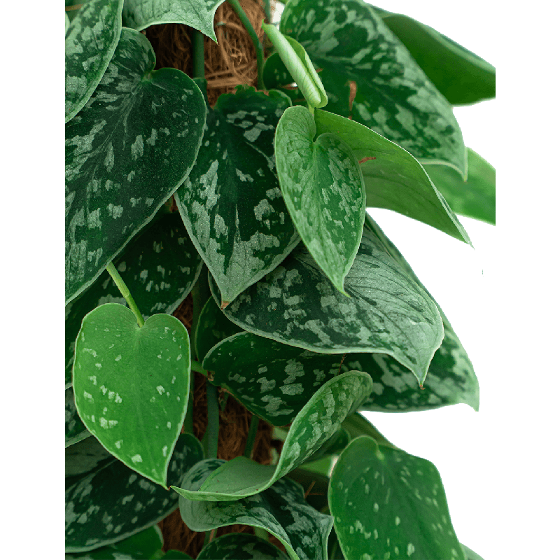 Scindapsus Silvery Ann mosstok