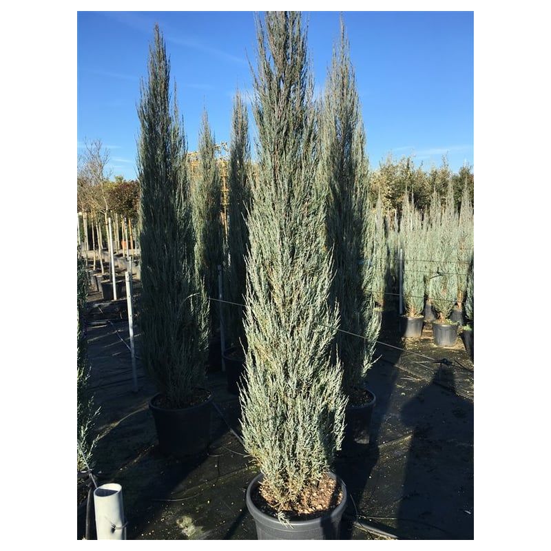 Juniperus Blue Arrow
