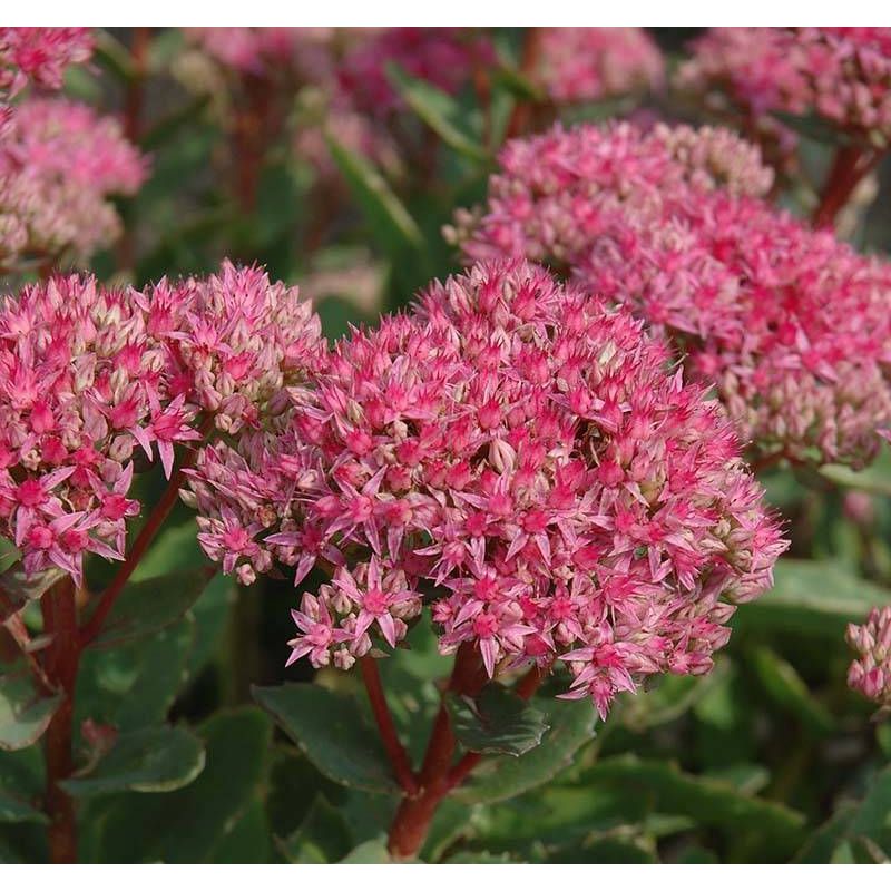Sedum Carl 