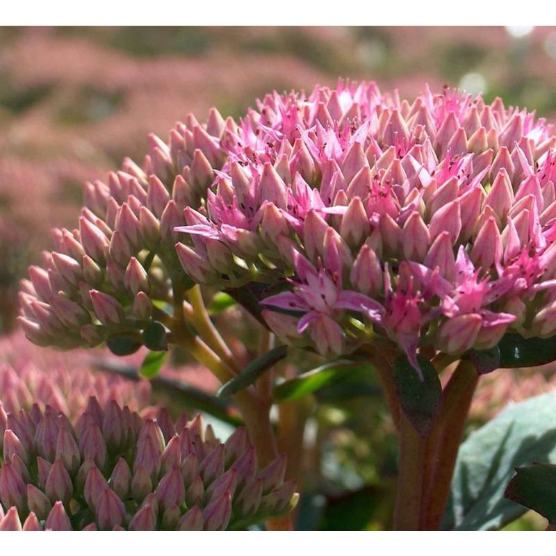 Sedum Matrona - biologisch