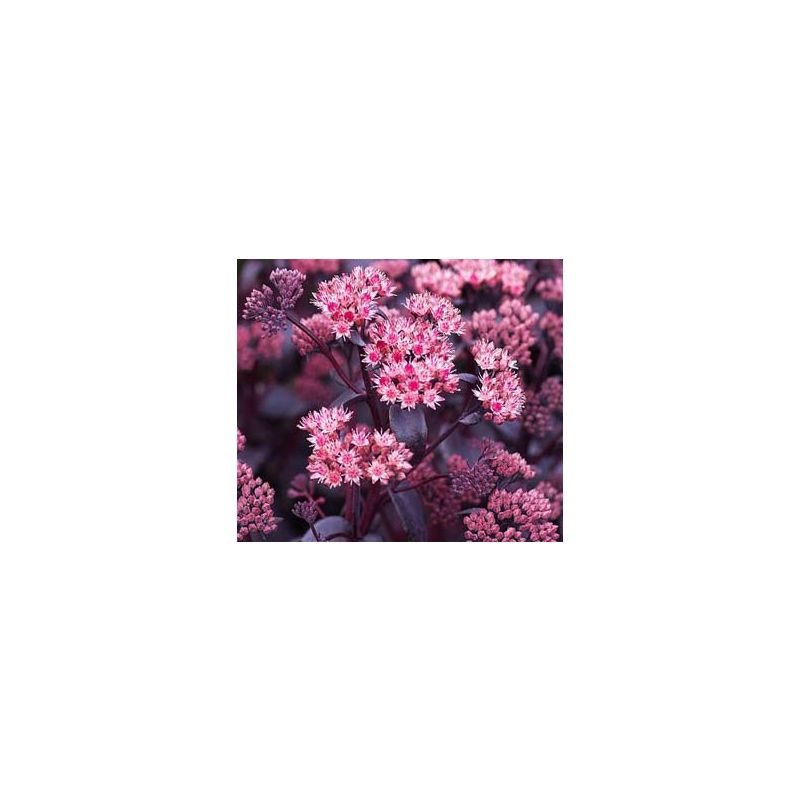 Sedum Purple Emperor 