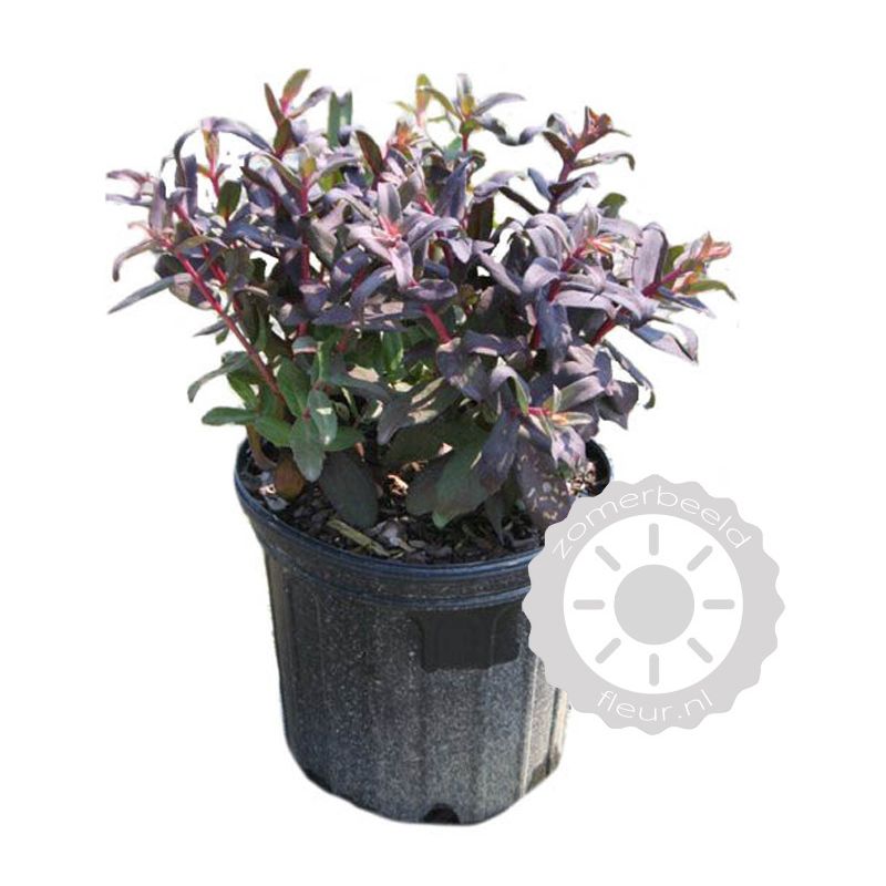 Sedum Purple Emperor 