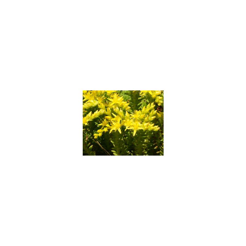 Sedum sexangulare 