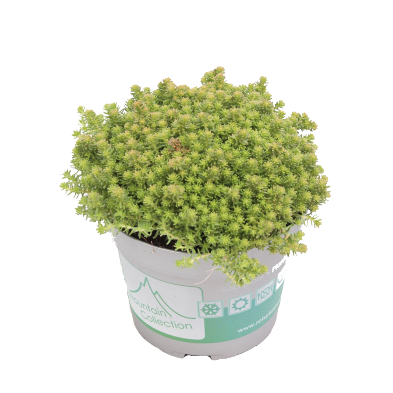 Sedum sexangulare 