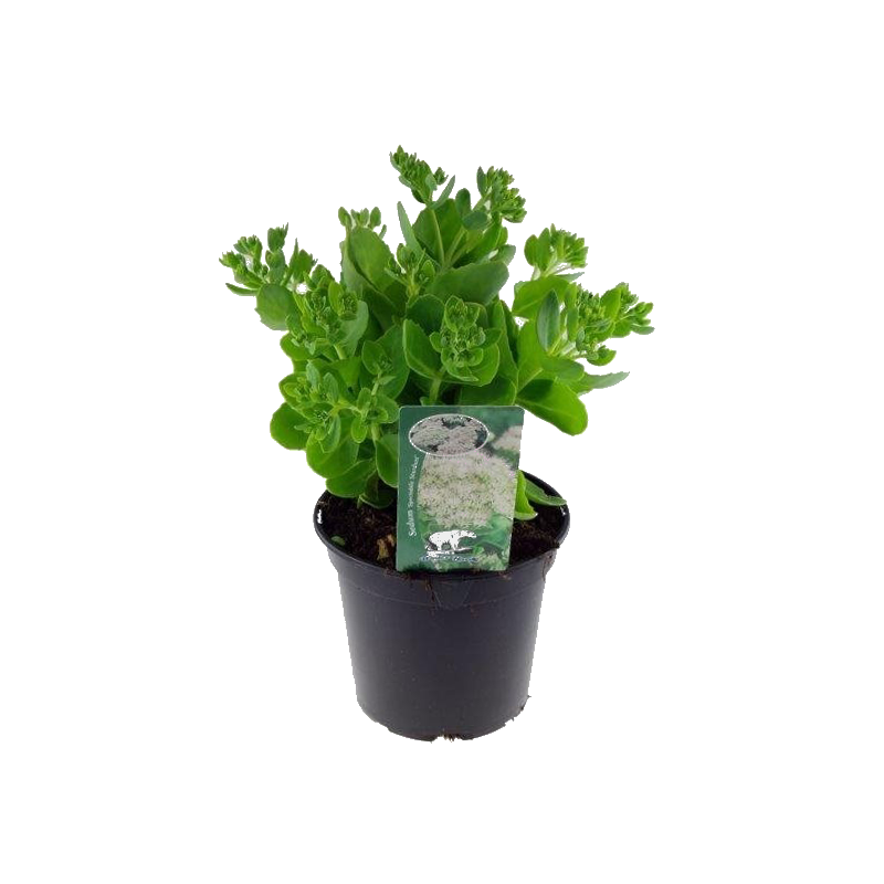 Sedum Stardust 