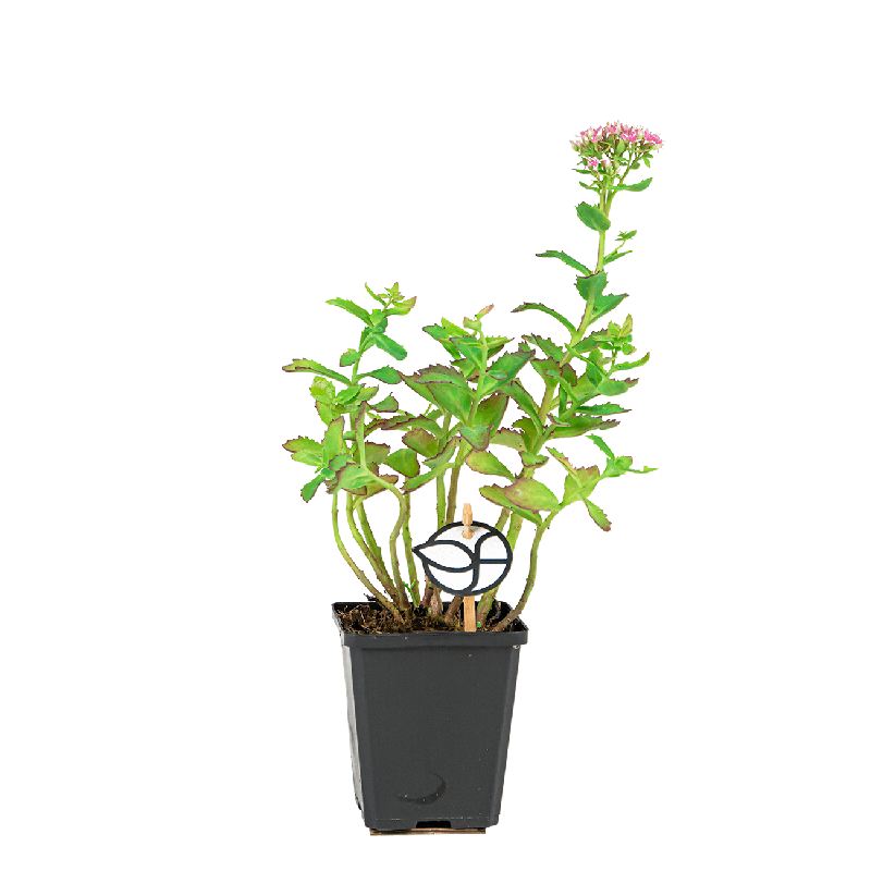 Sedum Carl 
