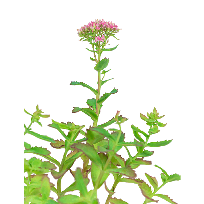 Sedum Carl 