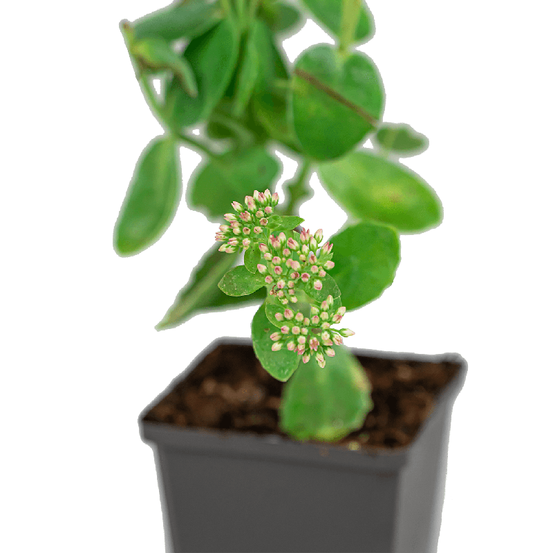 Sedum Herbstfreude - biologisch