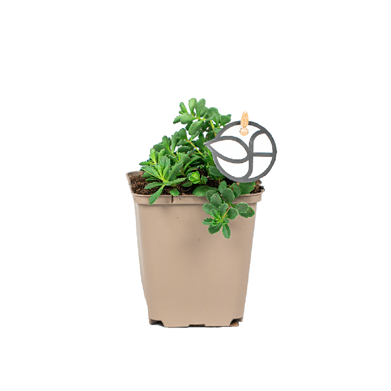 Sedum Weihenstephaner Gold 