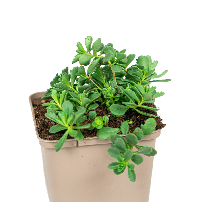 Sedum Weihenstephaner Gold 