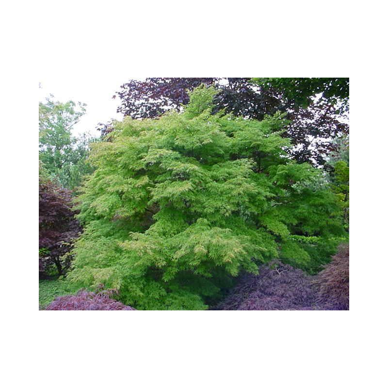 Acer Seiryu