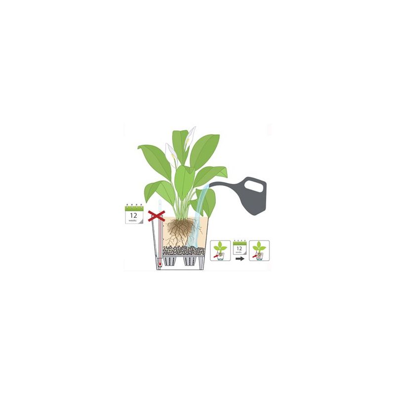Dracaena Compacta in watergevende Rondo bruin