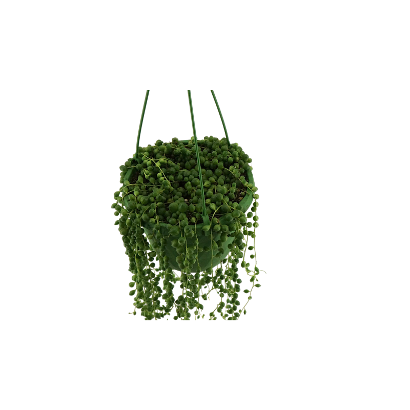 Senecio rowleyanus