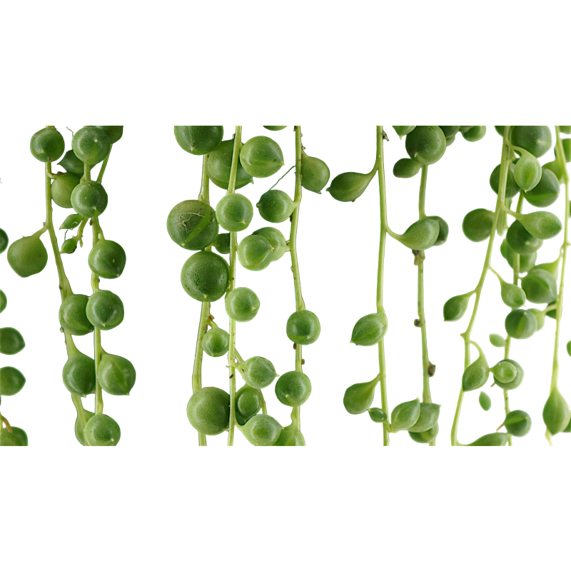 Senecio rowleyanus