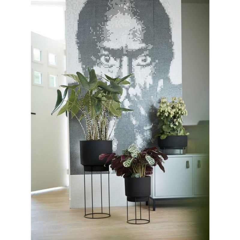 Calathea Medaillon in Elho B. for Studio rood