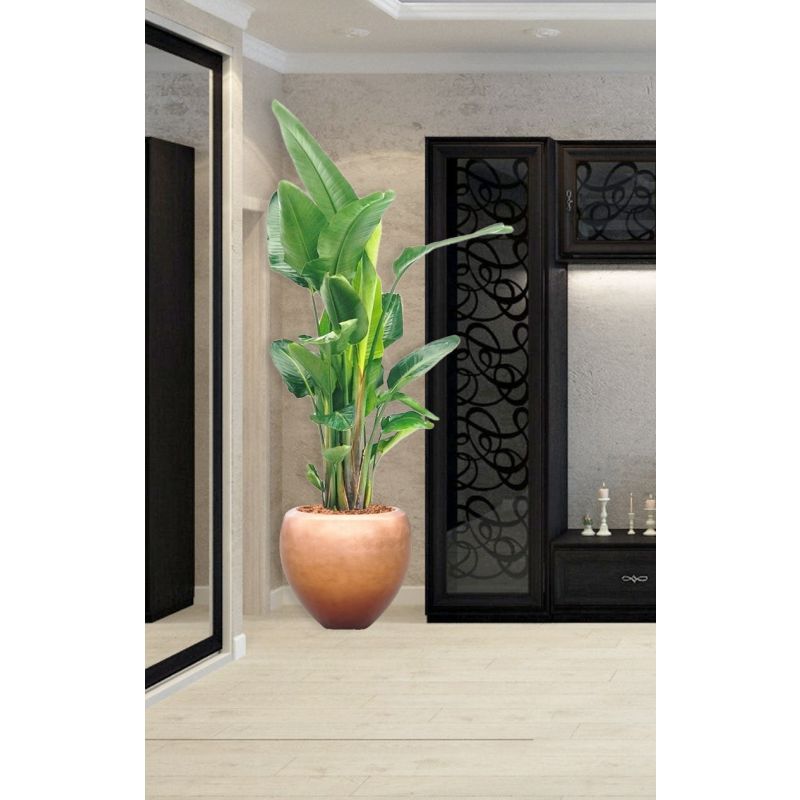 Strelitzia Nicolai in Metallic Couple honey