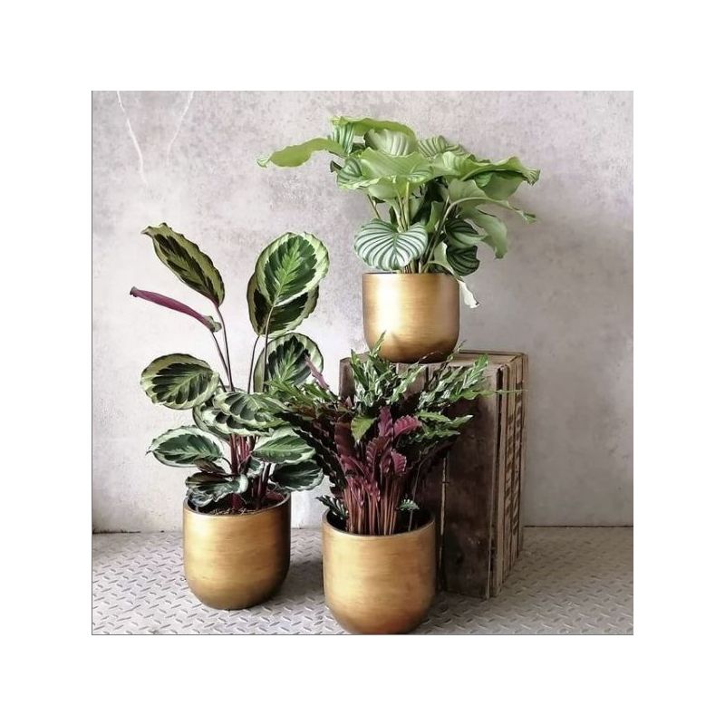 Calathea Medaillon in Lux Retro Egg zilver
