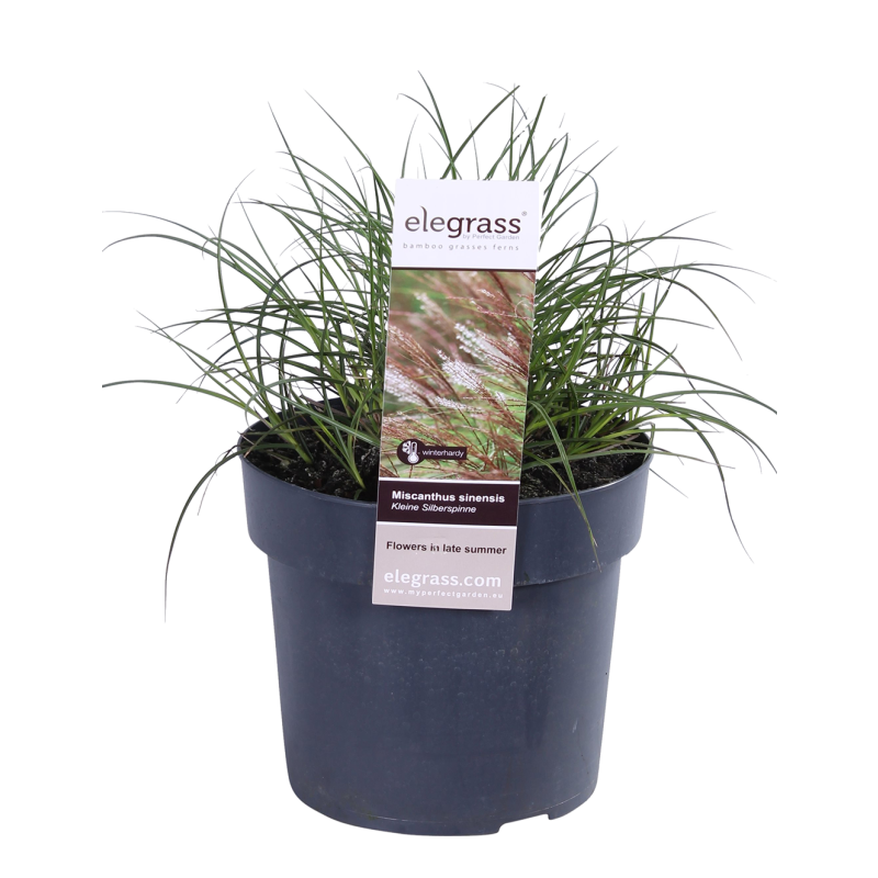 Miscanthus Silberspinne 