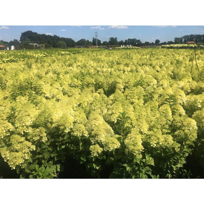 Hydrangea Silver Dollar