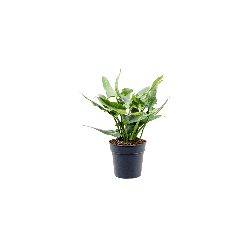 Philodendron Silver Queen 