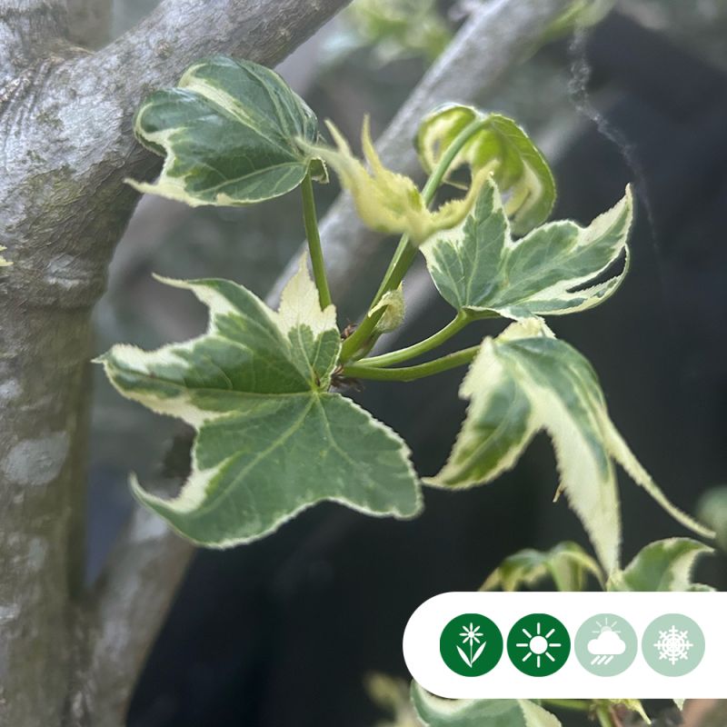 Liquidambar Silver King