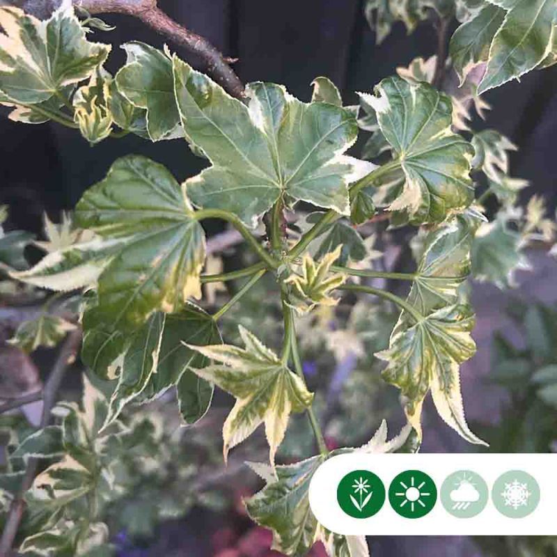 Liquidambar Silver King