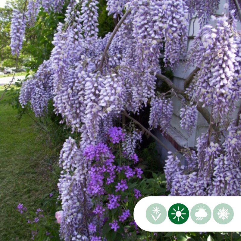 Wisteria sinensis - dakboom