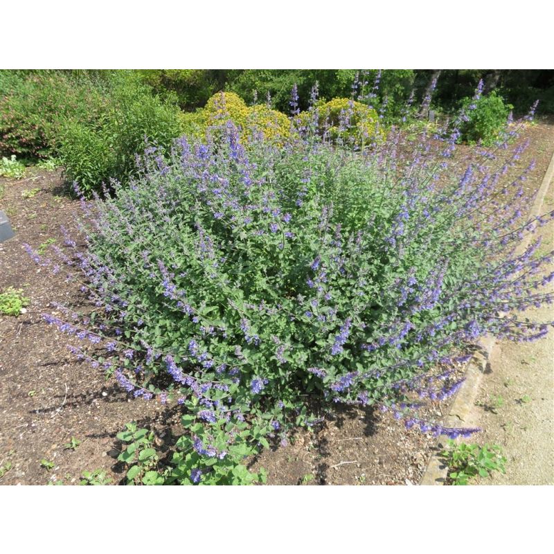 Nepeta Six Hills Giant