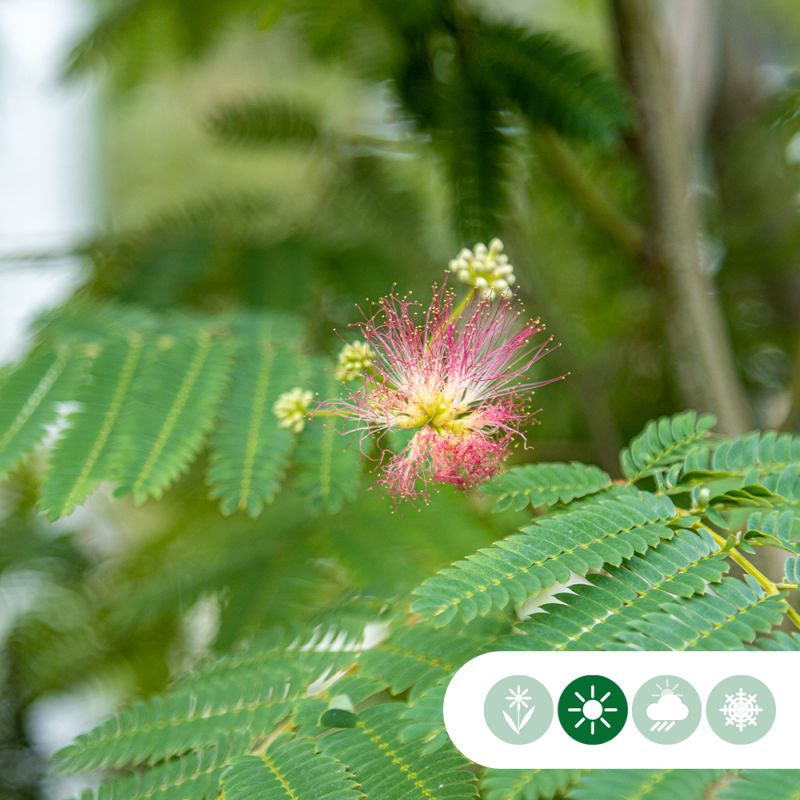 Albizia Julibrissin - meerstammig