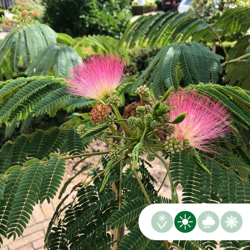 Albizia Julibrissin - meerstammig