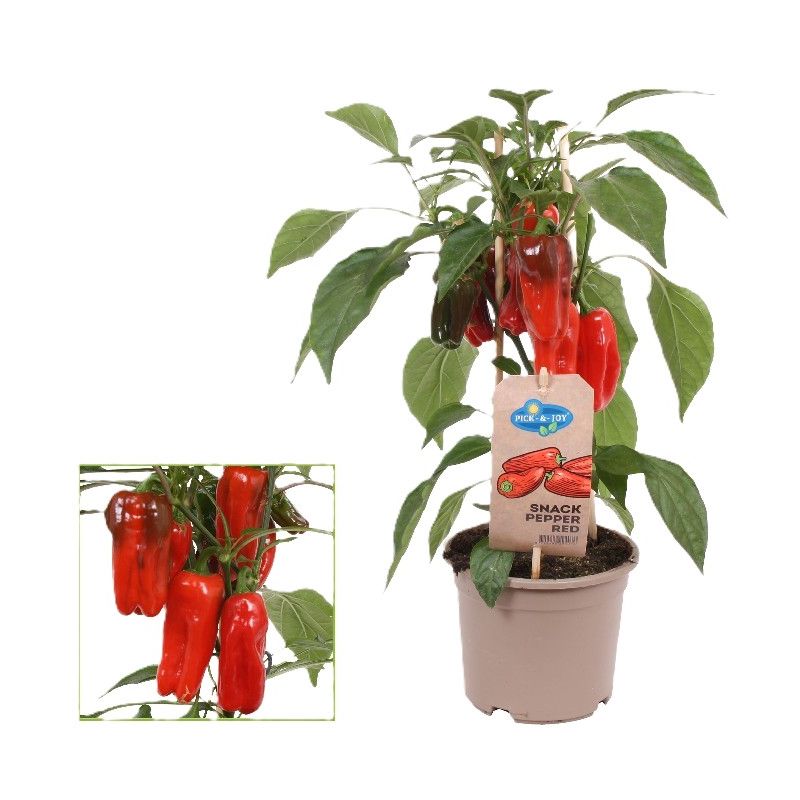 Snack paprika