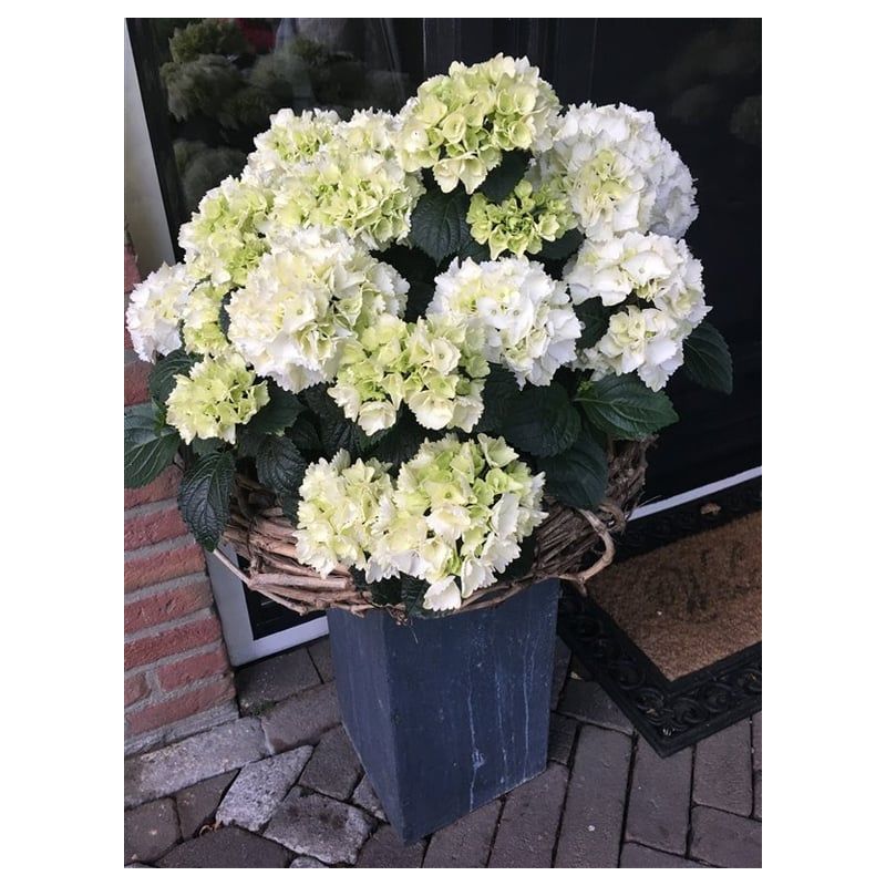 Hydrangea Snowball
