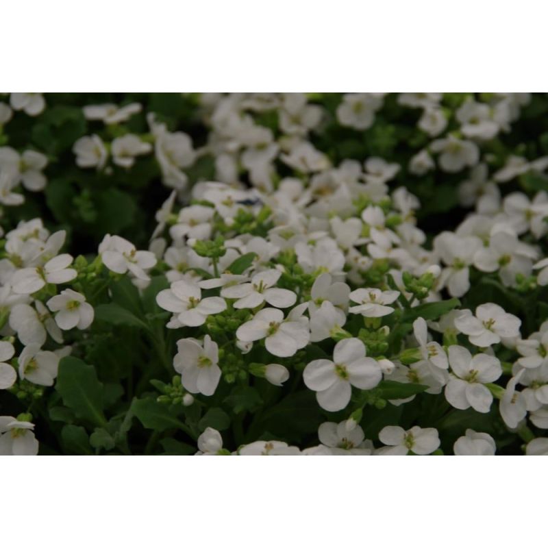 Arabis Snowcap