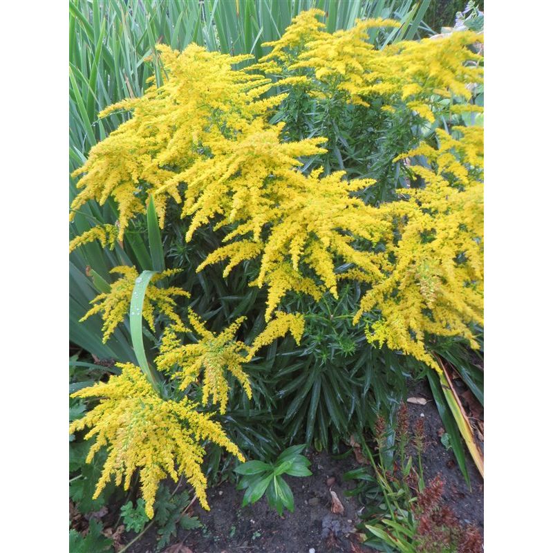 Solidago Strahlenkrone 